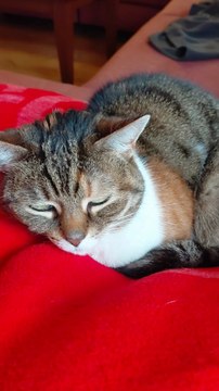 Good Morning! Sunday Mood: This Cat Knows EXACTLY How to Relax 😴☕#cat #funnycat #goodmorning #weekend #viralcats #cutecats #animals #trending #fyp