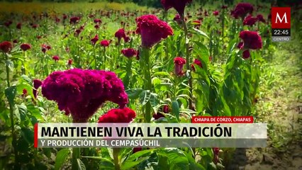 Chiapa de Corzo celebra una exitosa cosecha de cempasúchil gracias a las lluvias históricas