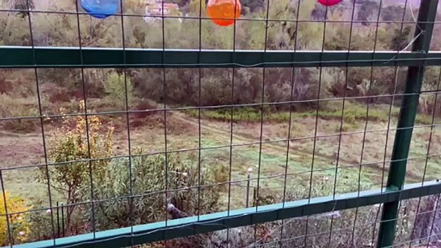 Image from field_mediaid