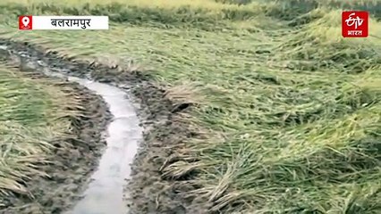 मोंथा तूफान की वजह से बर्बाद हो रही टाऊ और आलू की फसल, जानिये क्या है कृषि एक्सपर्ट की सलाह