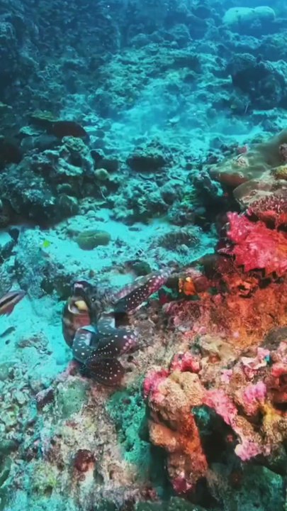 Amazing octopus