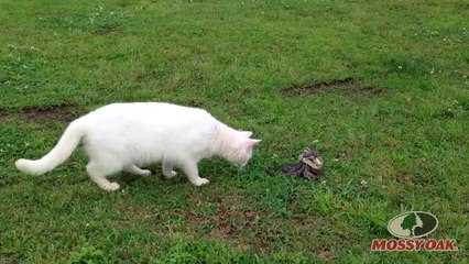 sanke attacked a cat