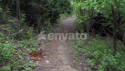 We see a trail in a dense and very beautiful forest that curves to the right
