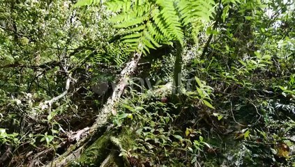 Slow pan shot of dense growing plants and large roots of tree in deep jungle of New Zealand