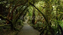 Path through a lush, moss-covered temperate rainforest with silverfern in New Zealand