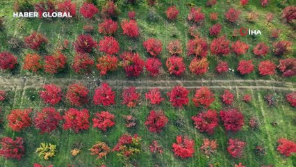 Sonbaharın renkleri Uludağ'ı sardı