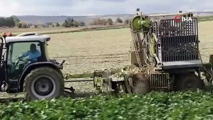 Kastamonu’da çiftçilerin zorlu pancar mesaisi devam ediyor