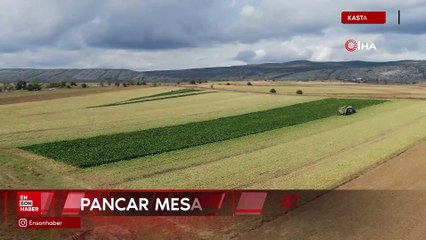 Kastamonu'da çiftçilerin zorlu pancar mesaisi devam ediyor