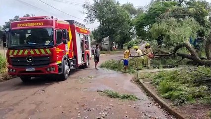 Queda de árvore de grande porte mobiliza Bombeiros no Santos Dumont