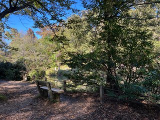 İstanbul’u canlı bitki müzesi: Sonbahar renkleri Atatürk Arboretumu’nda