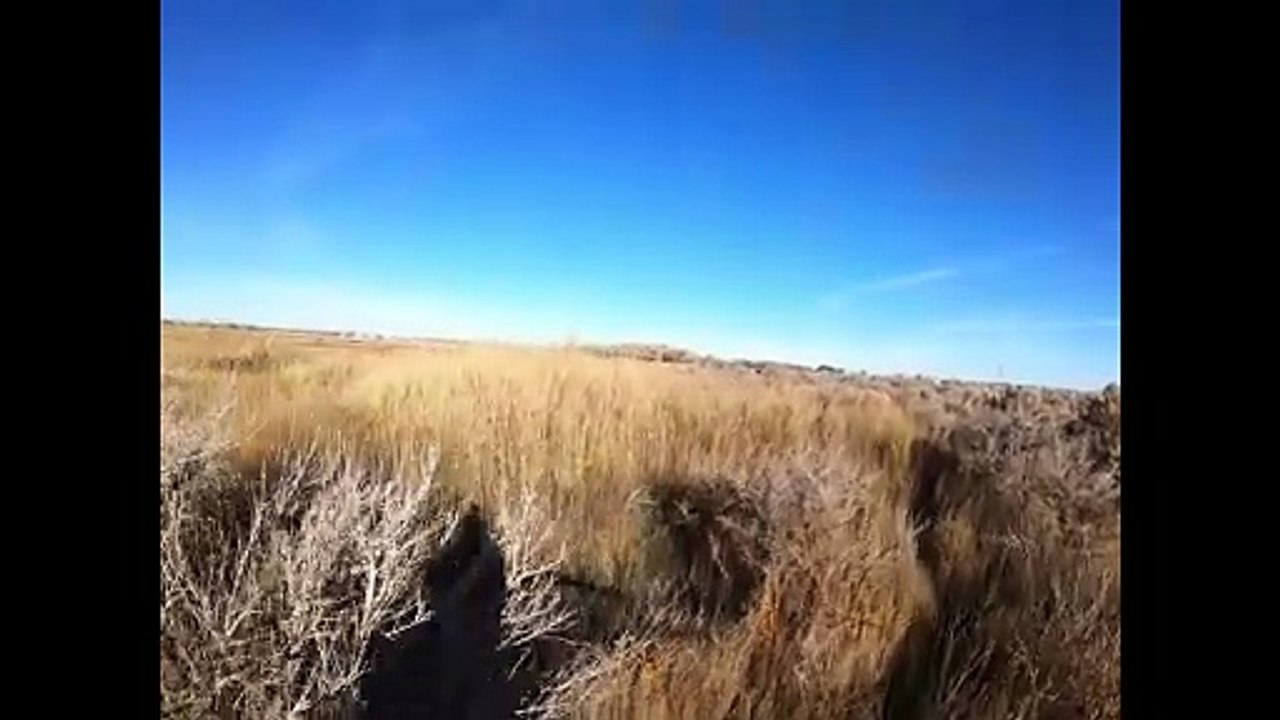 Willow points retrieves pheasant