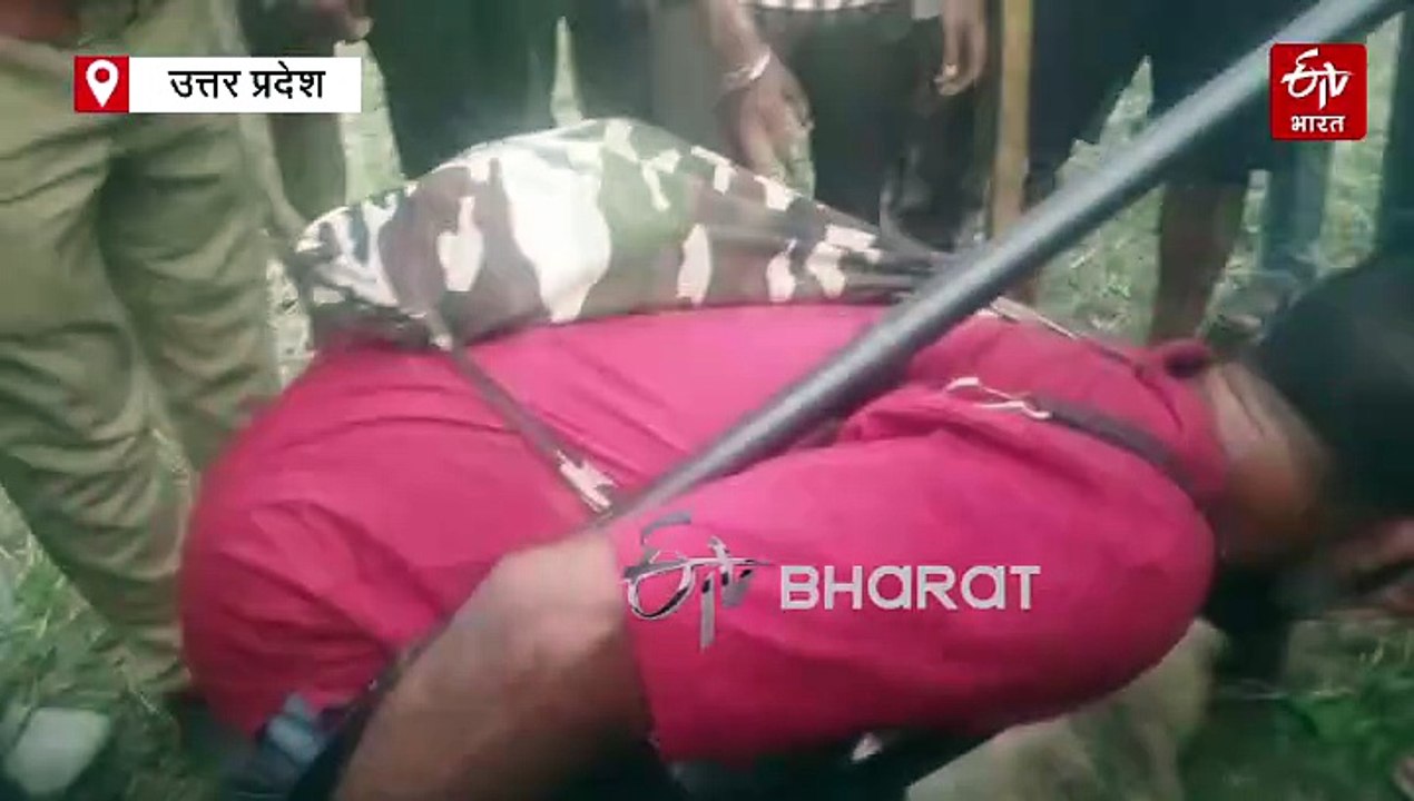 बहराइच में मारा गया आदमखोर भेड़िया; आज सुबह ही डेढ़ साल की बच्ची को बनाया था निवाला, शूटरों ने मारी गोली