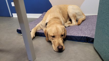 Verrone, un labrador, accompagne les victimes de violences à l'hôpital de Bayonne