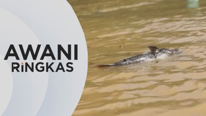 AWANI Ringkas: Syarikat terlibat berdepan pendakwaan - JAS