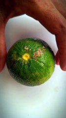 Fresh Juicy Lemon Cutting Style — Food And Fruits