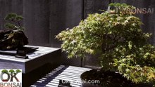 OKBonsai.com – La red social para amantes del bonsái  Únete a la comunidad bonsái