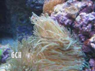 GIORGIO @ Oceanário de LISBONNE 2008 PART V