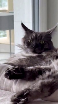 How to have a good night or a good morning? :) #cat #shorts #funnycats #funnyanimals #viralcats #goodnight #goodmorning #sweetdreams #trending #animals #fyp