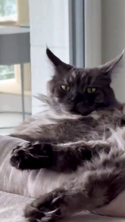 How to have a good night or a good morning? :) #cat #shorts #funnycats #funnyanimals #viralcats #goodnight #goodmorning #sweetdreams #trending #animals #fyp