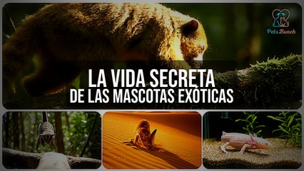 La Vida Secreta de las Mascotas Exóticas: Animales Raros y Asombrosos