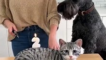 🤣 She Cuts a Cat Cake 🍰 — and the Real Cat Totally Freaks Out! 😹  “Calma, é só bolo!” 🎬