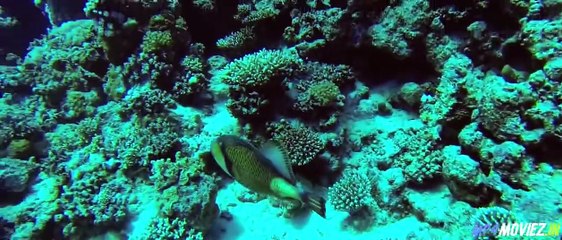 Apex Predators (2021) – Full Movie Hindi Dubbed