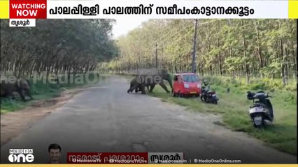 തൃശ്ശൂർ പാലപ്പിള്ളിയിൽ വഴിയാത്രക്കാർക്ക് നേരെ പാഞ്ഞടുത്ത് കാട്ടാനക്കൂട്ടം