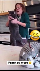cat cake pranked very funny shortss #cat #funny #prank #funnycats #catsoftiktok