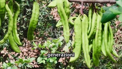 Scopri il Legno di Carrubo_ Caratteristiche