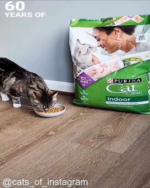 La vidéo de chats qui va égayer votre journée !_1753209697