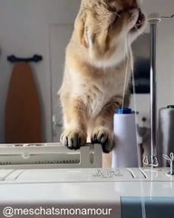 Les Chats les Plus Curieux du Monde_1754562097