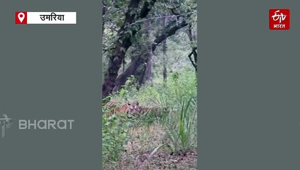 बांधवगढ़ की जान और पर्यटकों के लिए सेलिब्रिटी है बाघिन रॉ, डीएम टाइगर से रखती है खास कनेक्शन