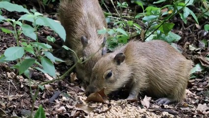 mqn-Isabel Hagenauer hace historia como la primera veterinaria en atender capibaras en Costa Rica-031125