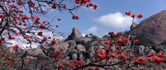 Beautiful People (1974) - Animals Are Beautiful People | Full Movie