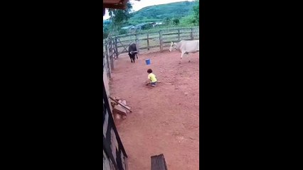 A cow protects a child from a raging bull — while humans film, not feel.