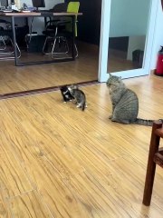 Epic Fails You’ll Watch Again and Again!#funnyvideos #epicfails #viralclips #laughoutloud #trynottolaugh #bloopers #funnypranks #viralvideo #memes #internetfun #comedyclips