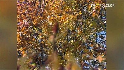 Romeo Vaduva - Ciocarlia instrumental nai (Hora satului - arhiva TVR)