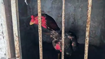 Operação apreende 174 galos usados em rinhas e prende dois suspeitos no interior da Bahia