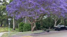 Jacarandas in Yowie Bay