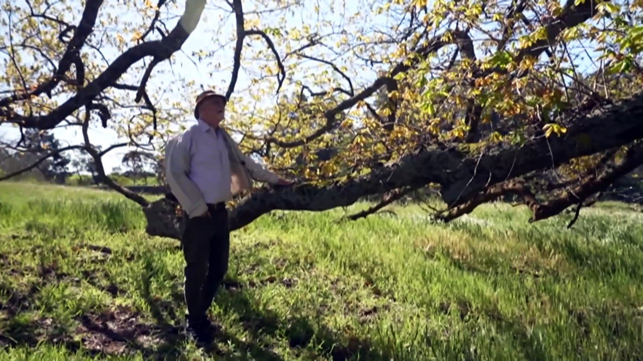 130-year-old Algerian oak tree saved from possible removal after being crowned Victoria’s ‘Tree of the Year’