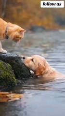 cute cat helps a cute dog, saving him from drowning,