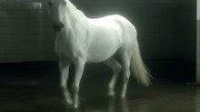 Generate a white horse walking inside a dark