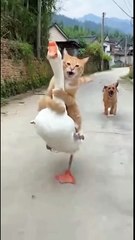 This Cat is Pro! He’s Casually Riding a Goose While a dog chasers him!🐈🤣