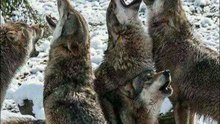 El misterio * de los lobos en la Isla Pleasant, Alaska