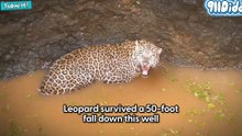 Leopard Survives a 50-Foot Fall Into A Well | 911dido