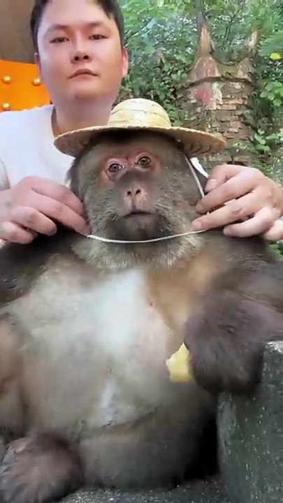 Cute monkey