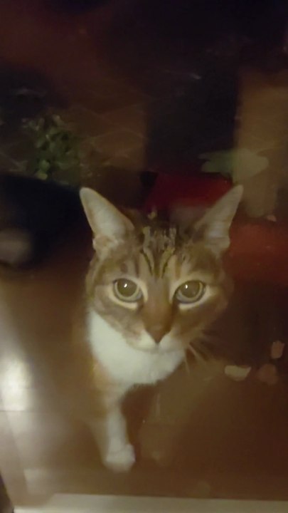 Good Morning! 5 am walk is over - Let me in, human! #cat #shorts #Goodmorning #funnycats #funnyanimals #viralcats #cutecats #trending #fyp