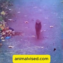 Funny Animals 😹🐶 | Funniest Cats & Dogs Compilation Ever! 😂🐾