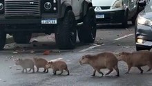 Der süßeste Stau der Welt: Eine Capybara-Familie überquert gelassen eine Allee und bringt den Verkehr zum Stillstand (VIDEO)