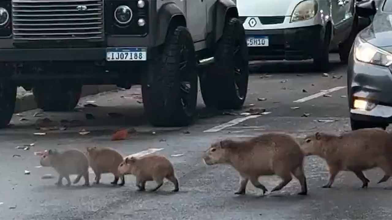 Der süßeste Stau der Welt: Eine Capybara-Familie überquert gelassen eine Allee und bringt den Verkehr zum Stillstand (VIDEO)